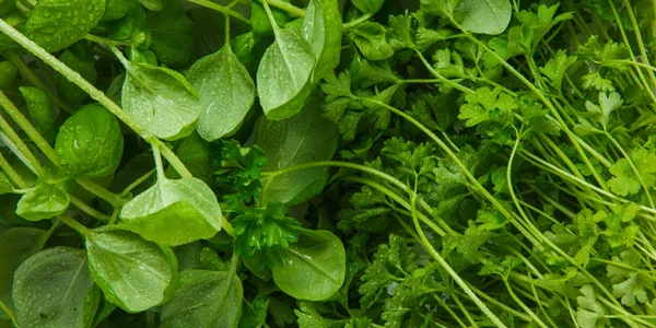 Verduras de hoja verde — espinaca, brócoli y hierbas frescas